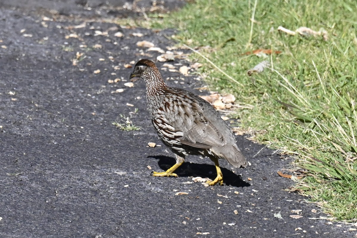 Francolin d'Erckel - ML421675251