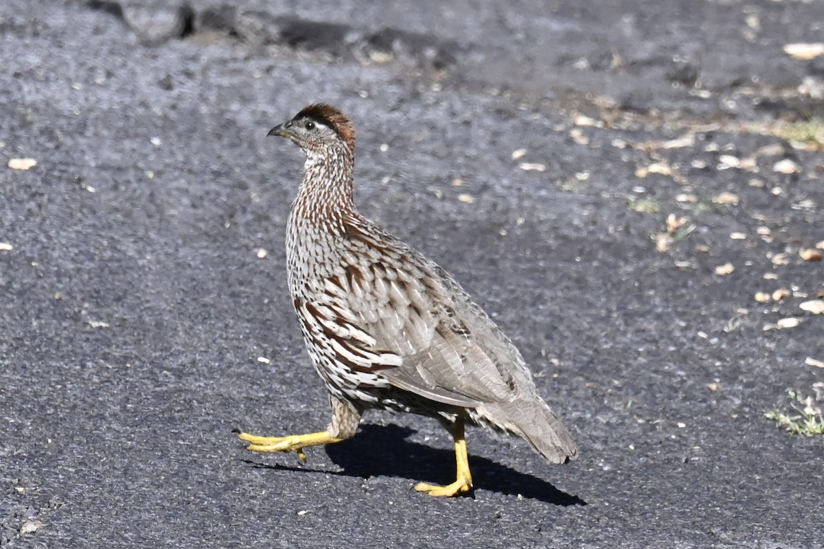 Francolin d'Erckel - ML421675321