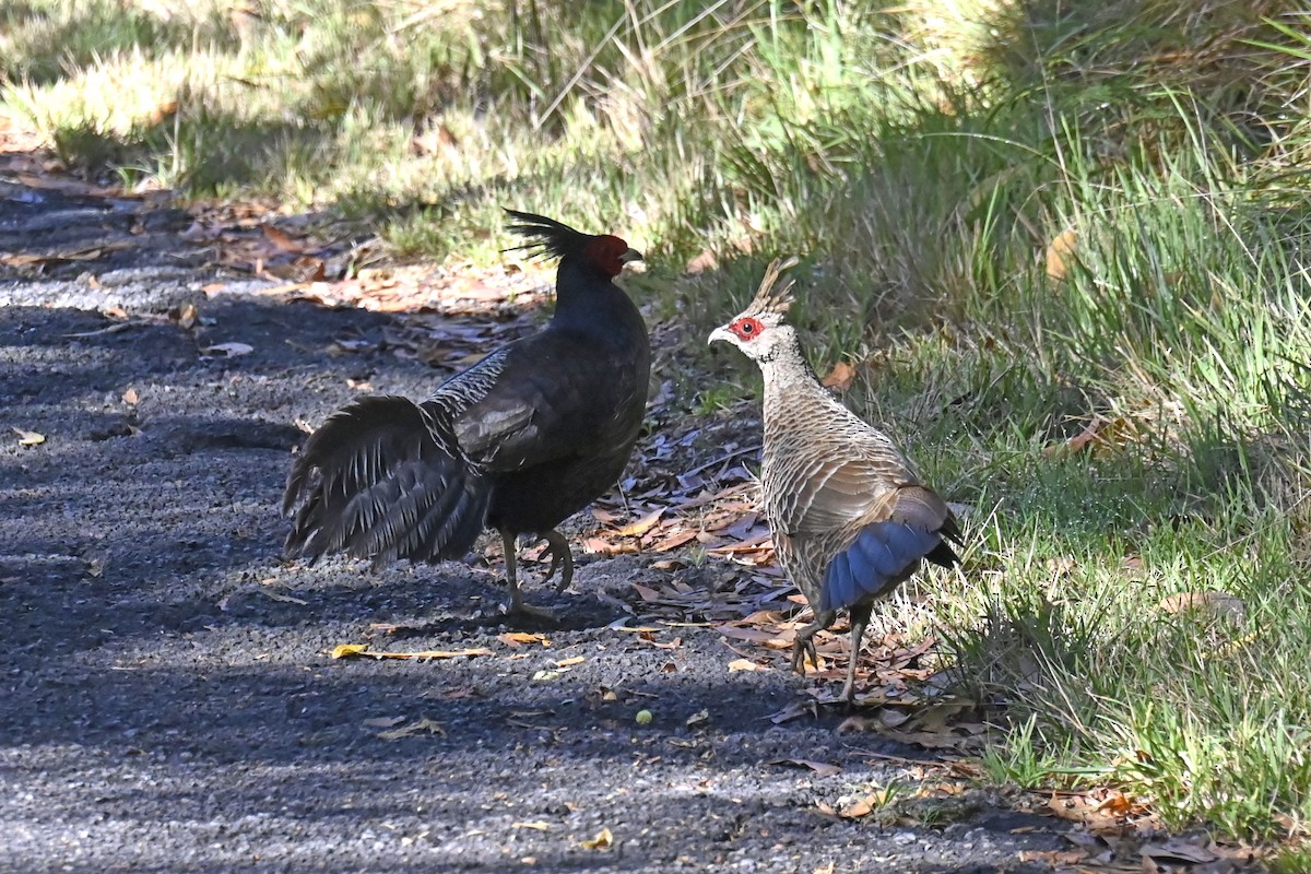 Kalij Pheasant - ML421675341