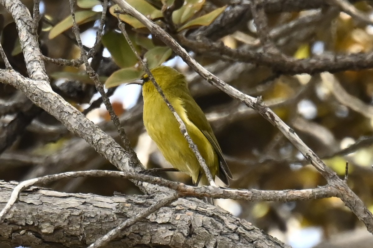 Hawaii-Amakihikleidervogel - ML421675381