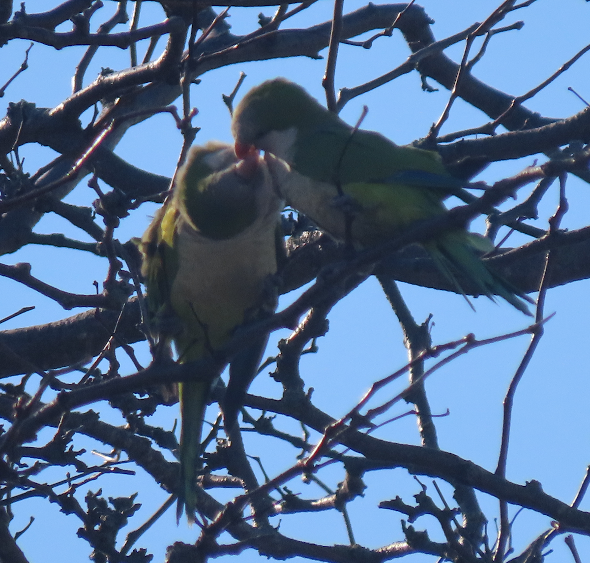 Monk Parakeet - Maia Ginsburg