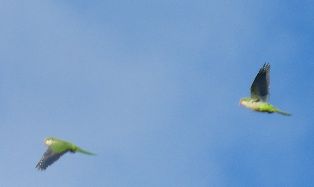 Monk Parakeet - ML421676741