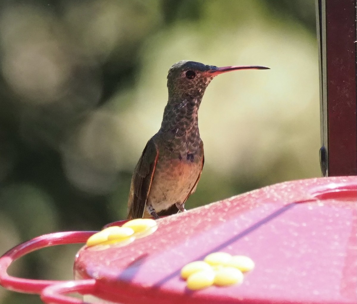 Buff-bellied Hummingbird - Yve Morrell