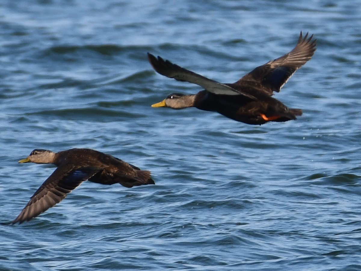 American Black Duck - ML421677801