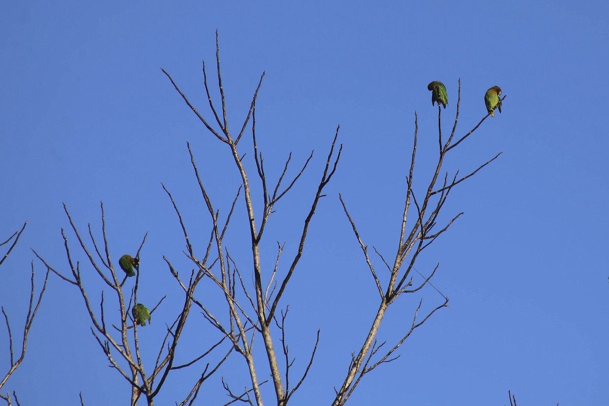 Brown-hooded Parrot - Philip Downey