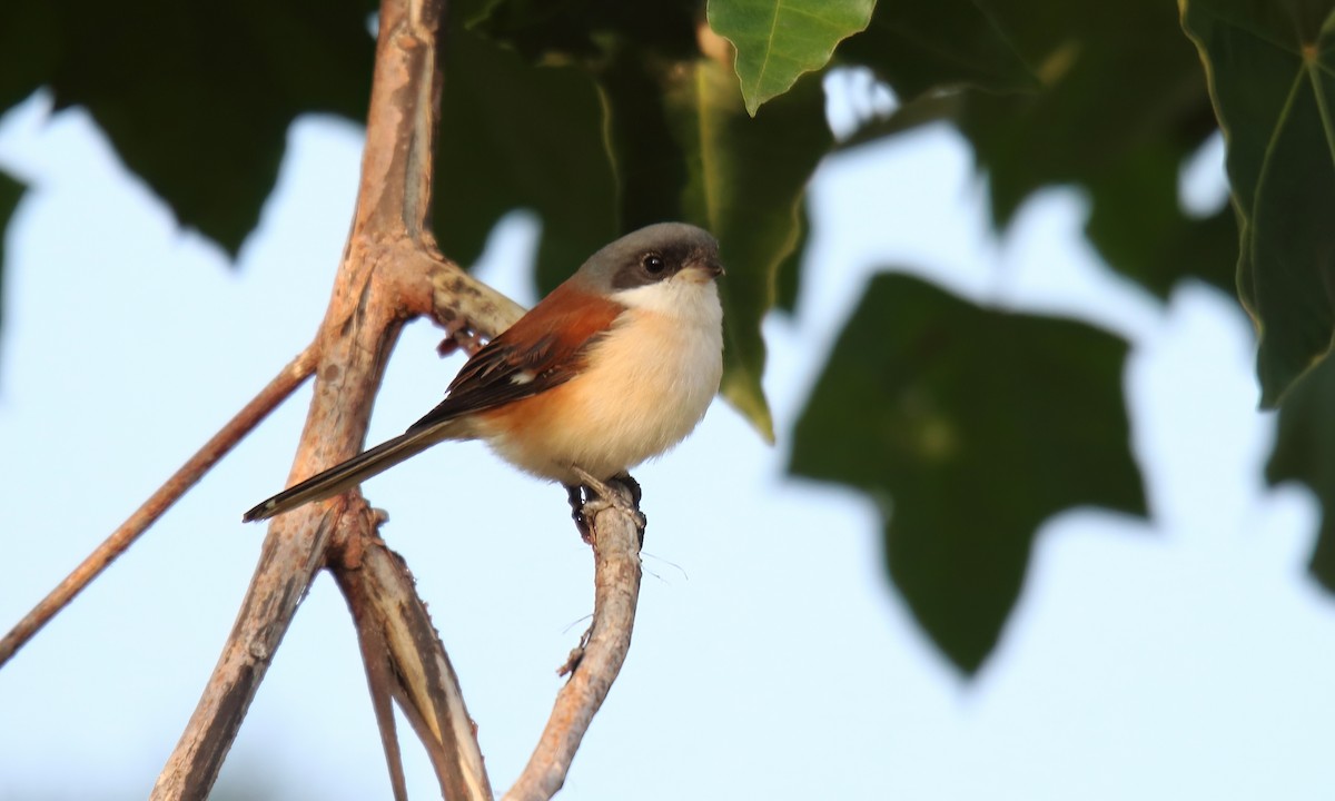 Burmese Shrike - ML421682911