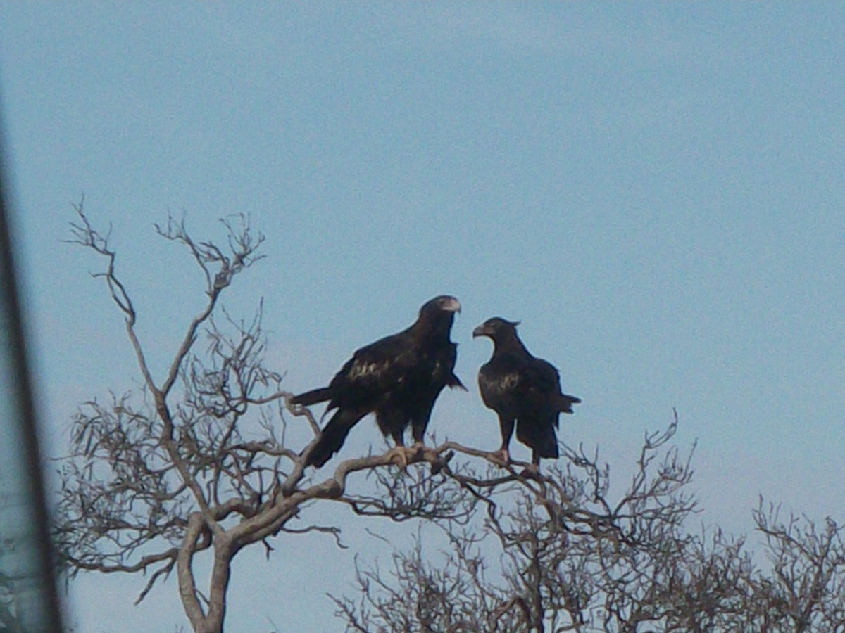 Wedge-tailed Eagle - ML421684401