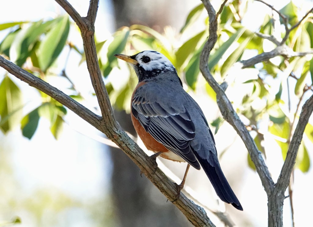 American Robin - ML421684661