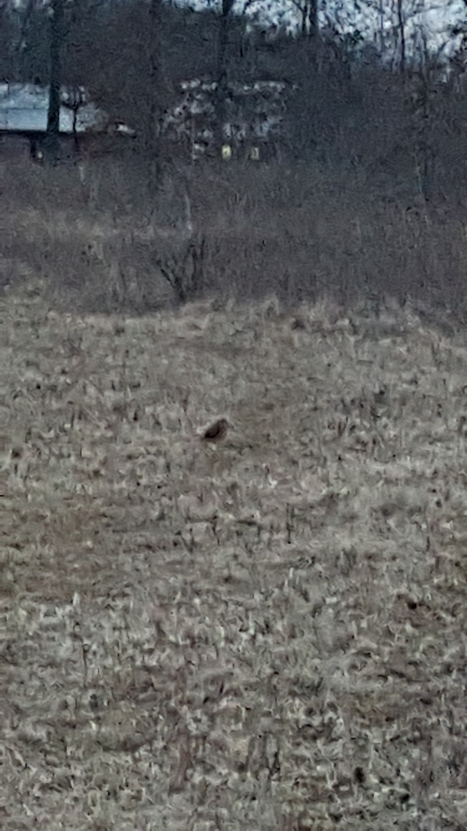 American Woodcock - ML421684701