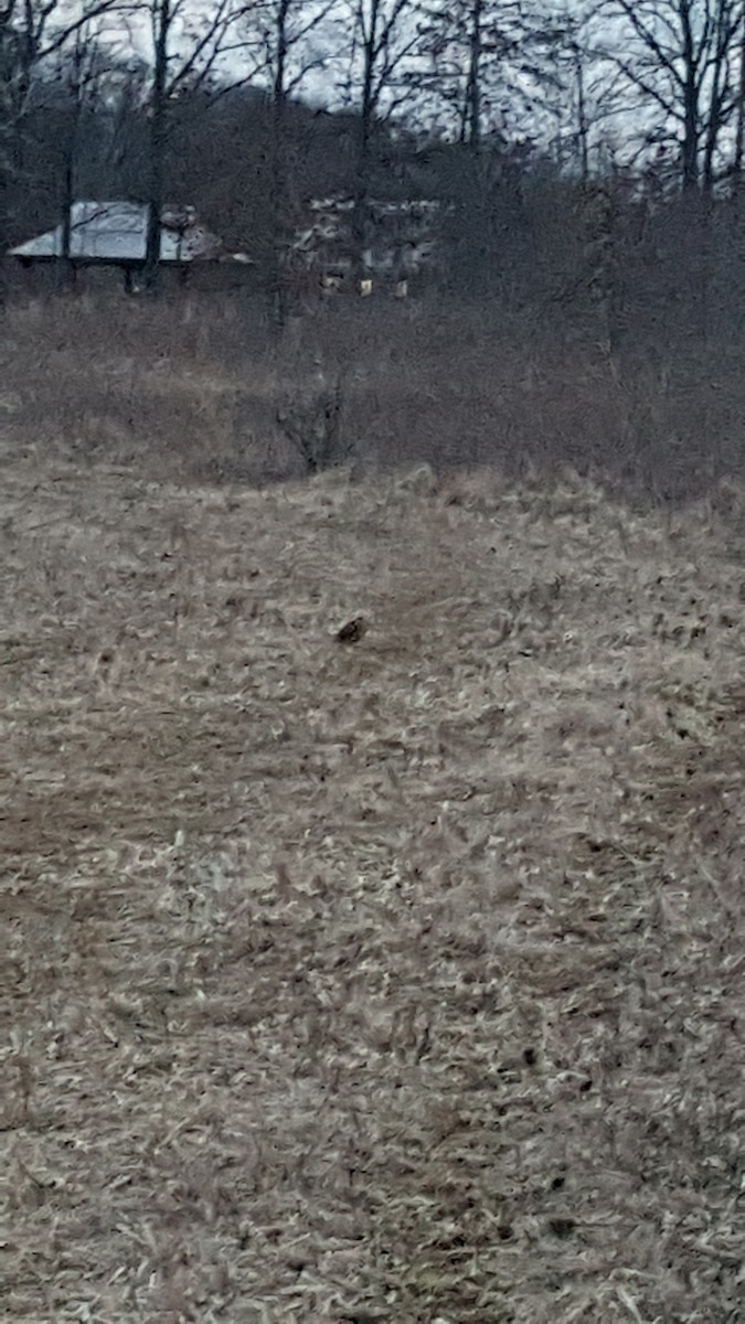 American Woodcock - ML421684711