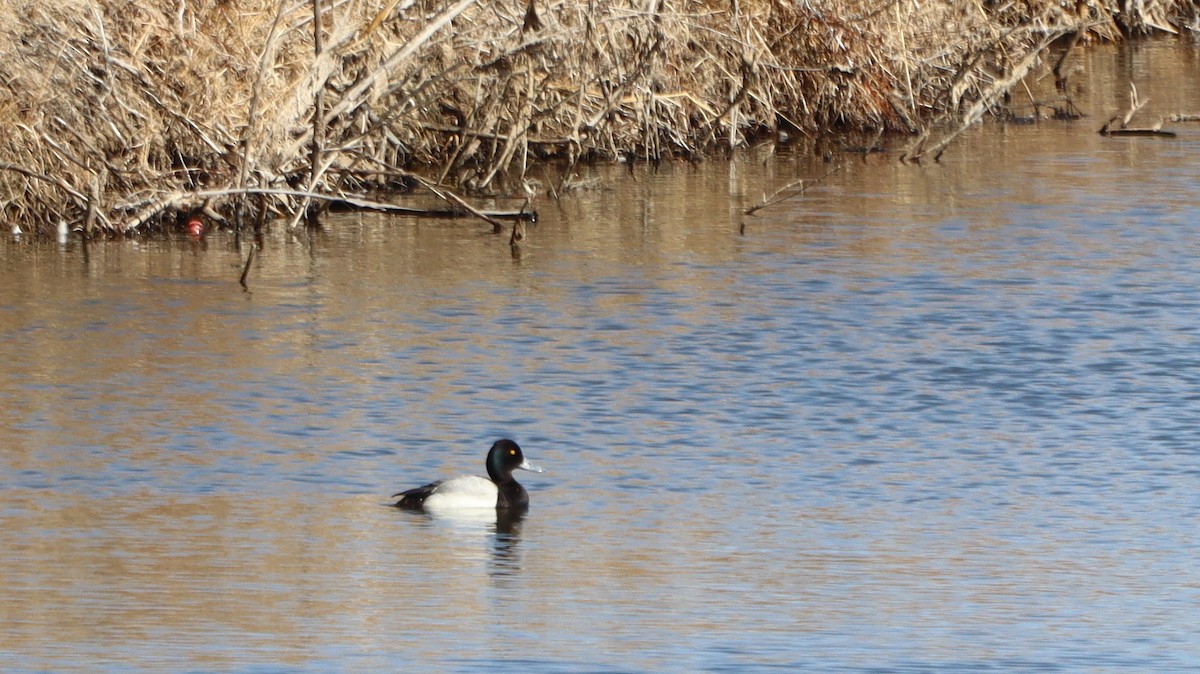 Lesser Scaup - Charlotte Croshaw