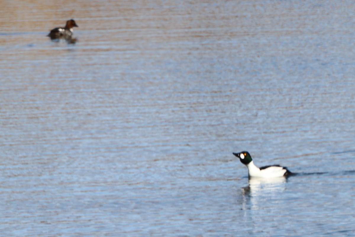 Common Goldeneye - ML421687241