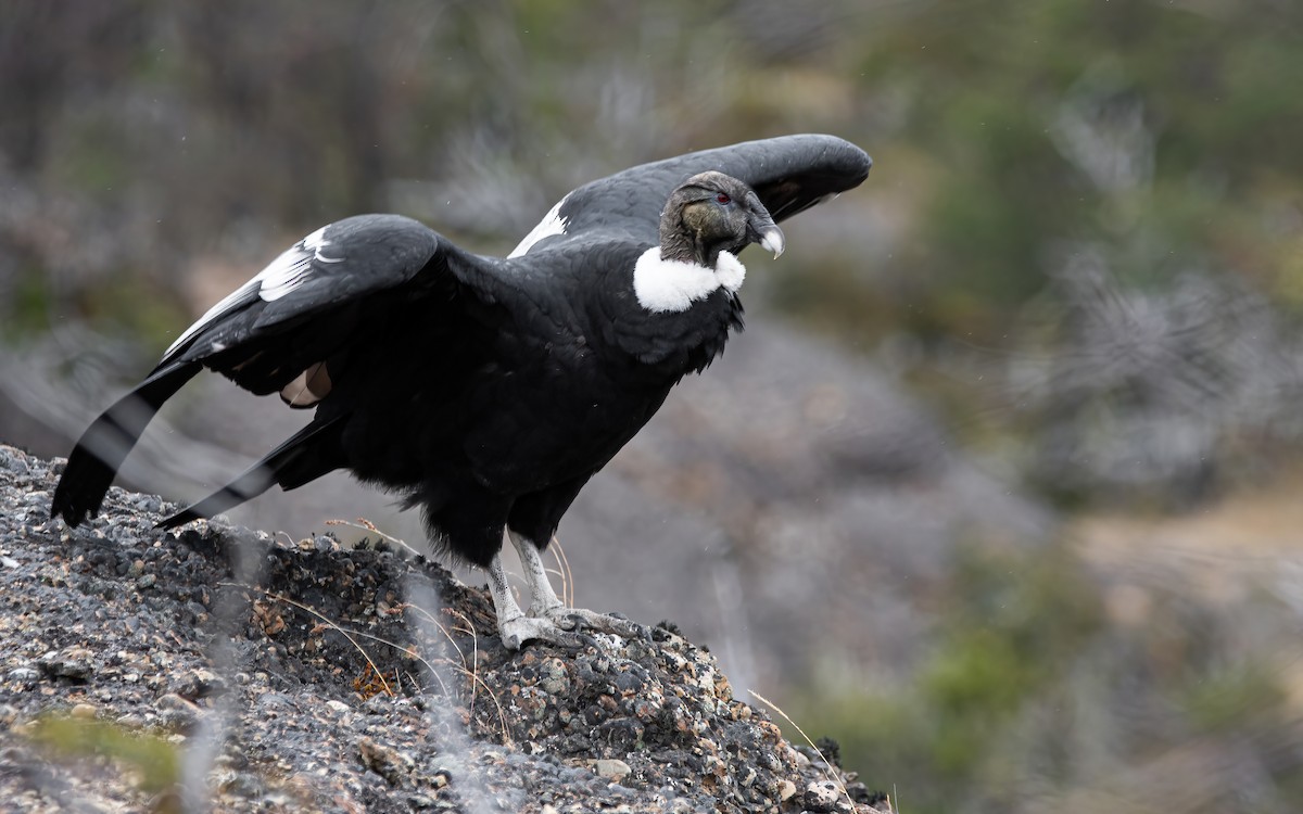 Andean Condor - ML421687851