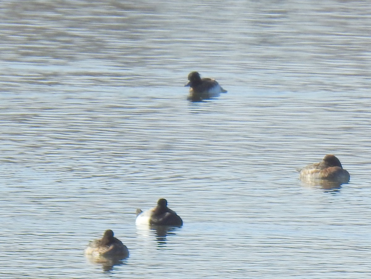 Tufted Duck - ML421690141