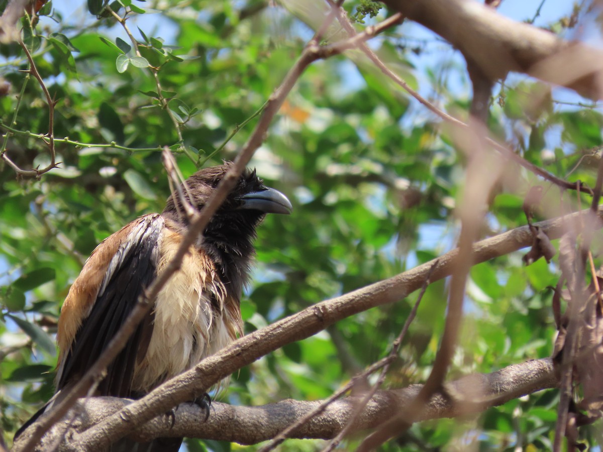 Rufous Treepie - ML421690231