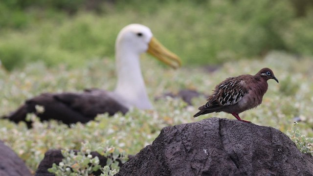 Tourterelle des Galapagos - ML421690591