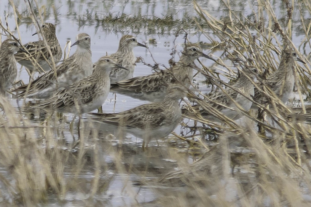 Graubrust-Strandläufer - ML42169111