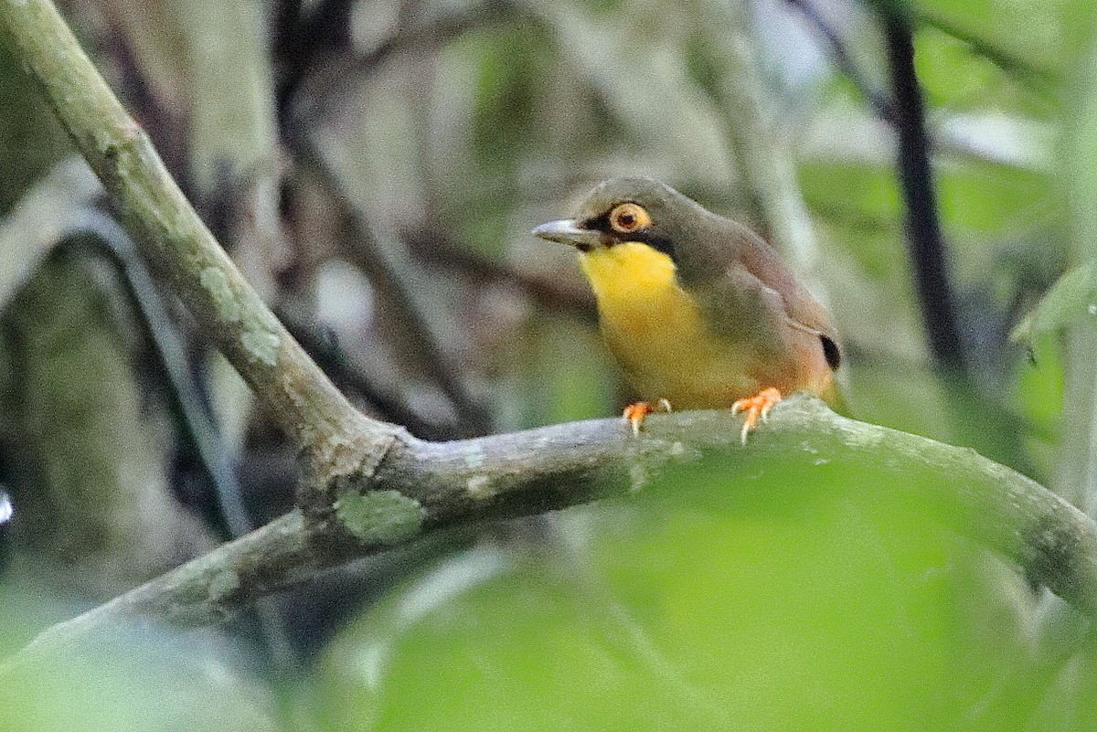 Rufous-vented Laughingthrush - ML421691311