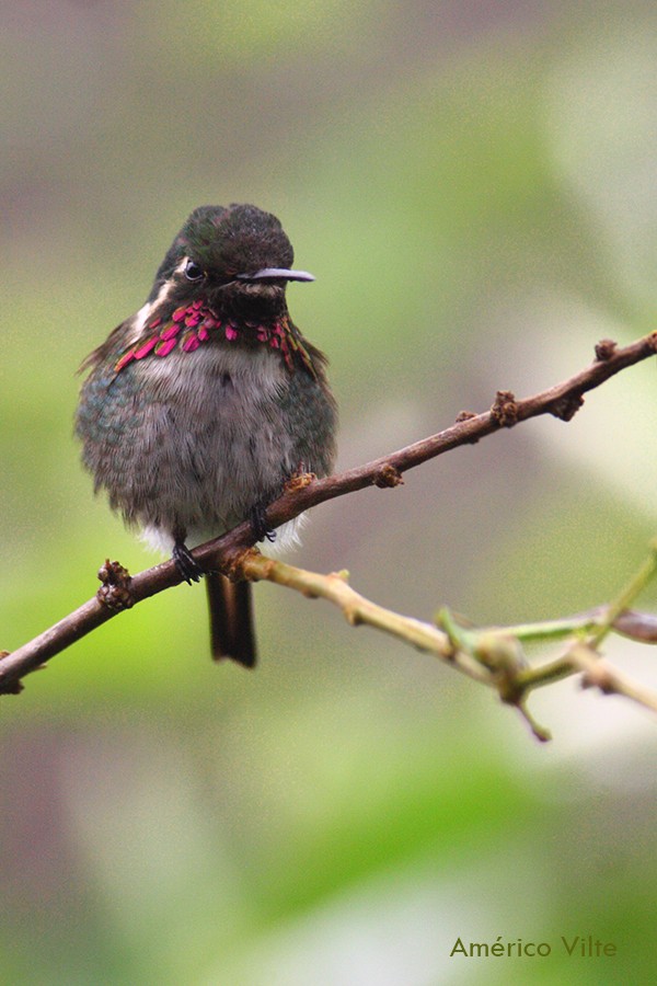 Colibrí de Burmeister - ML421691421