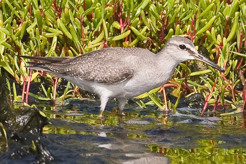 Gray-tailed Tattler - Eric VanderWerf