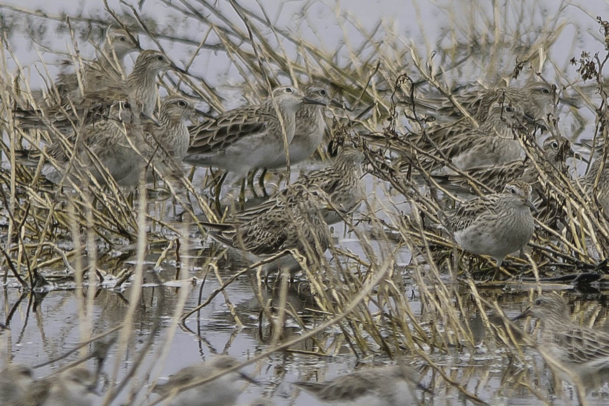 Graubrust-Strandläufer - ML42169171