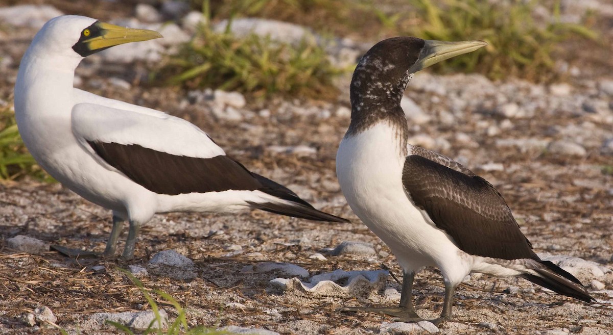 Masked Booby - Eric VanderWerf