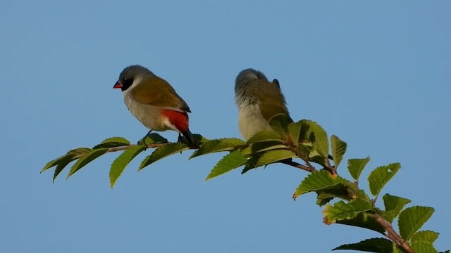 Swee Waxbill - ML421693061