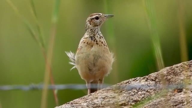 Rufous-naped Lark - ML421693471