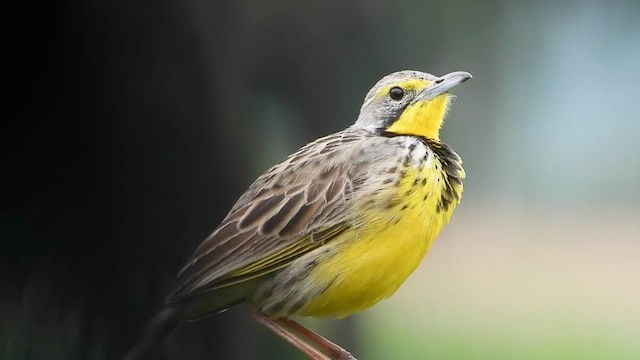 Yellow-throated Longclaw - ML421693791