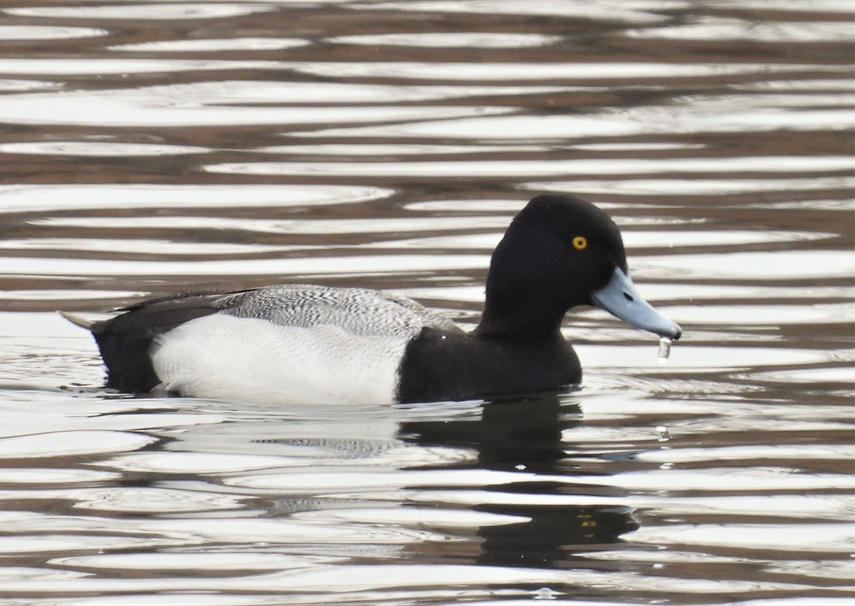 Lesser Scaup - ML421693951