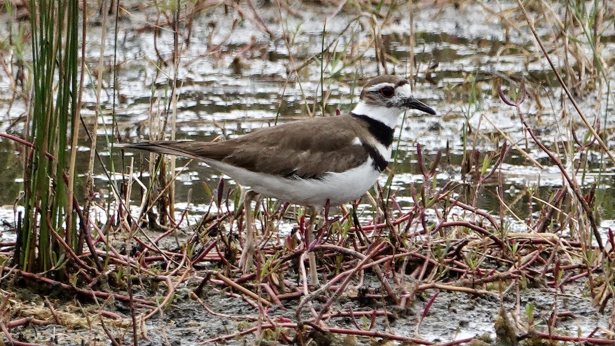 Killdeer - Tom Shepard