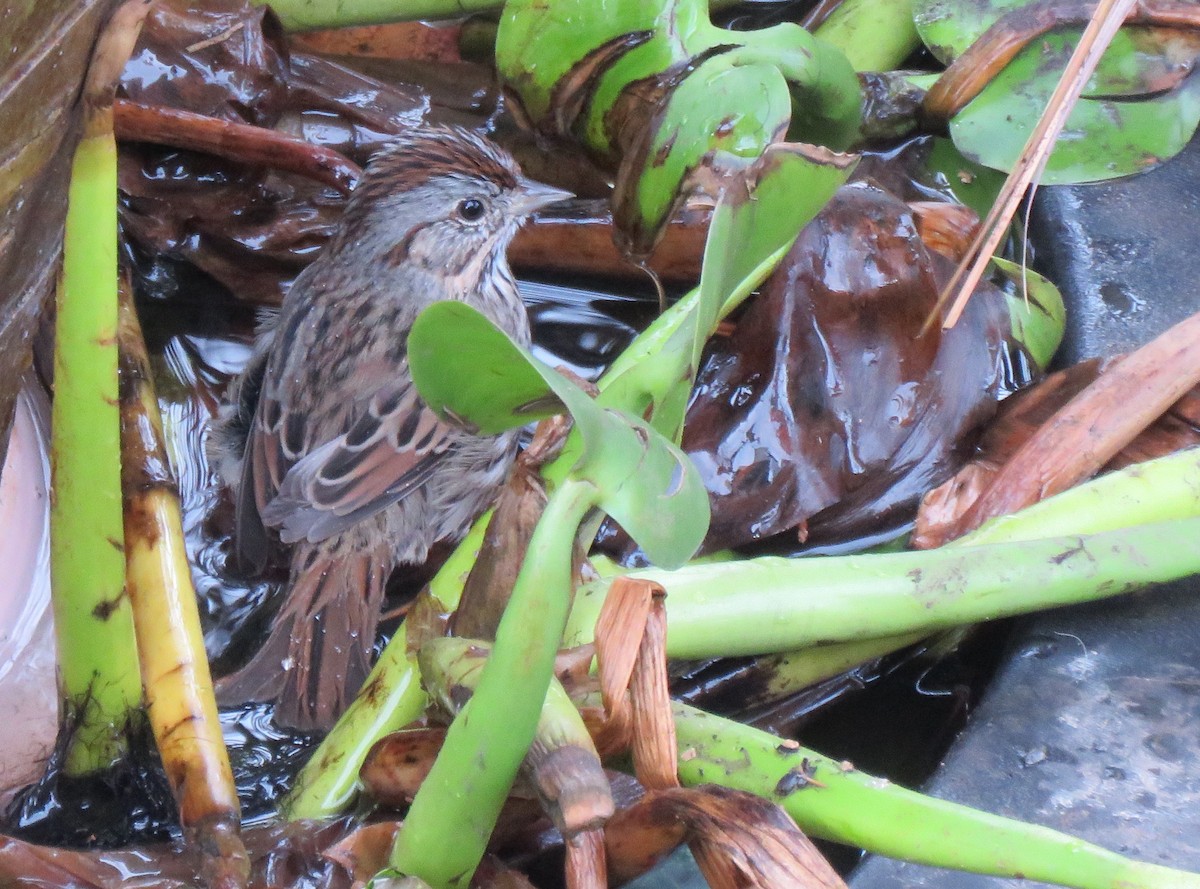 Lincoln's Sparrow - ML42169561