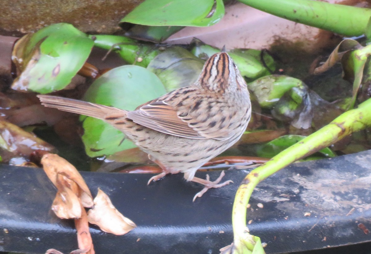 Lincoln's Sparrow - ML42169581