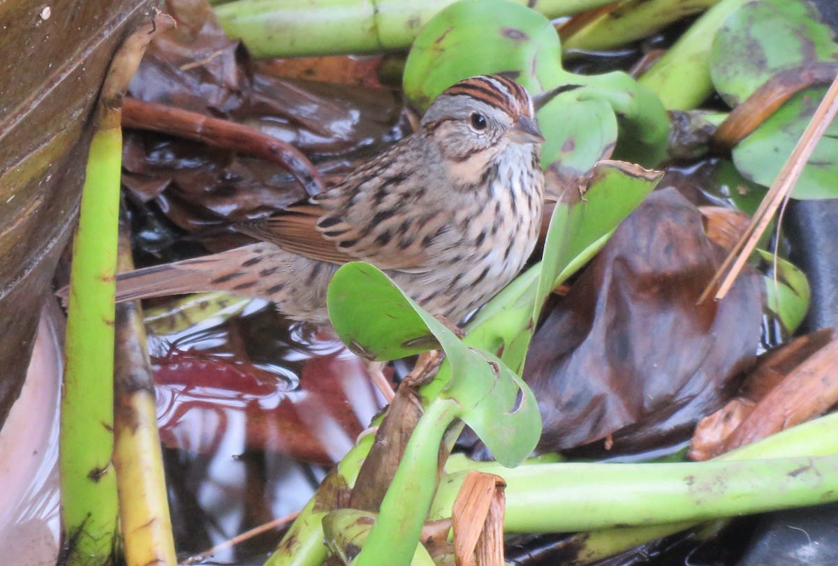 Lincoln's Sparrow - ML42169591