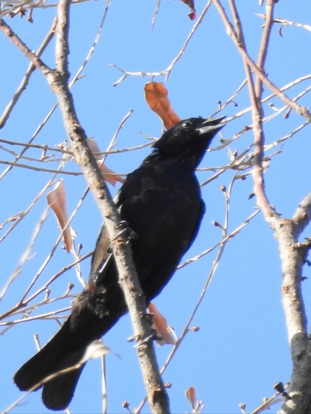 Shiny Cowbird - Fernando Muñoz