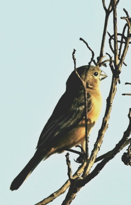Rusty-collared Seedeater - ML421696131