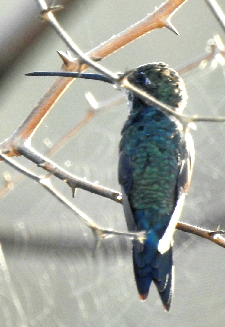 kolibřík cerradový - ML421696491