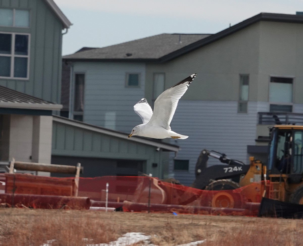 Ring-billed Gull - ML421696871