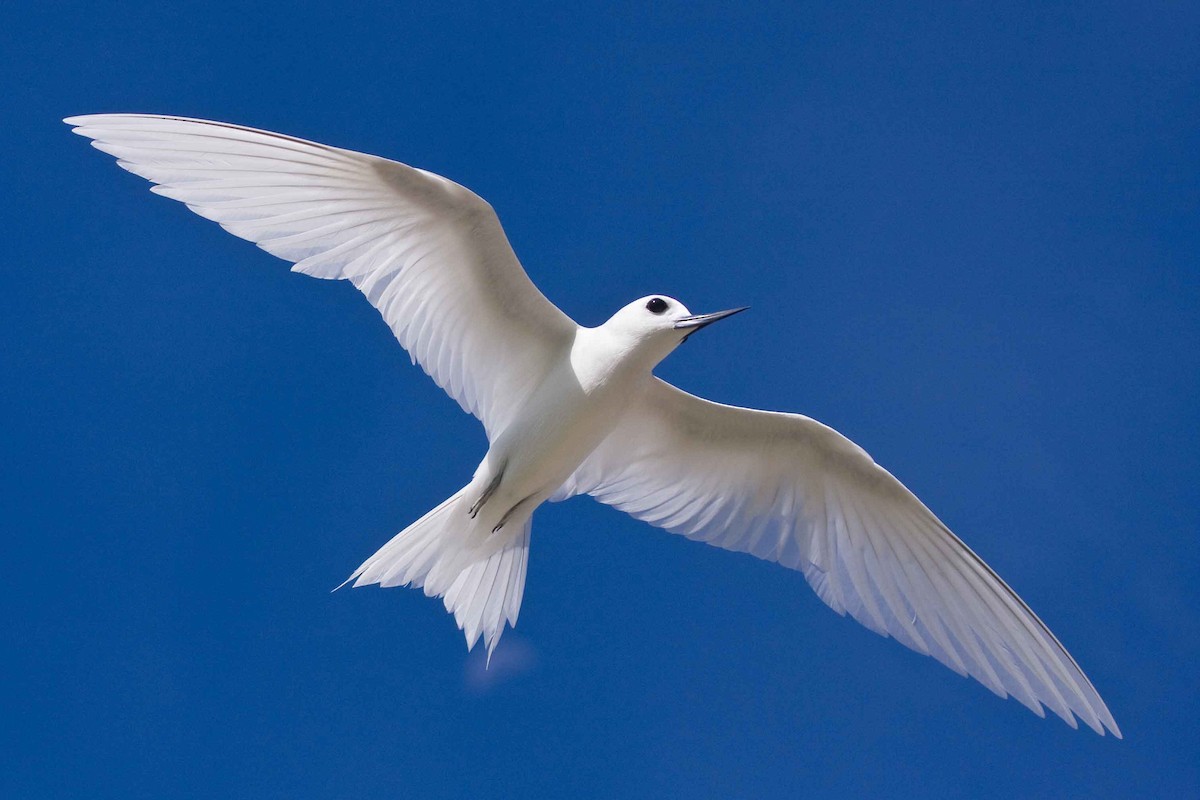 Blue-billed White-Tern - Eric VanderWerf