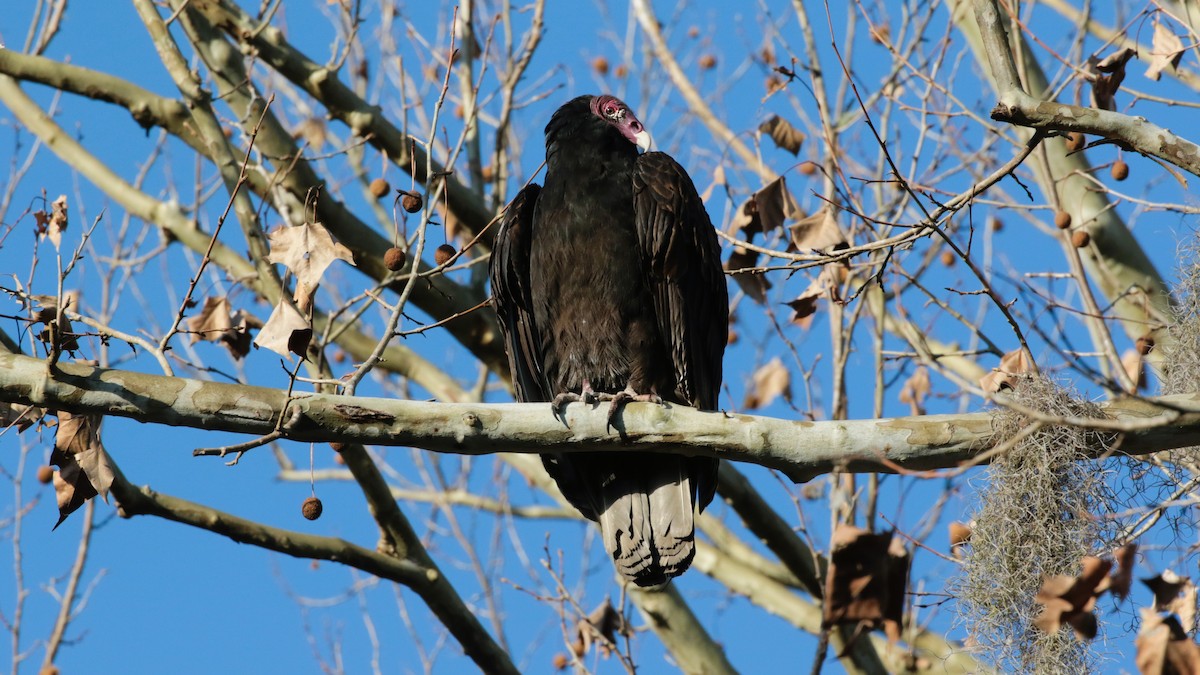 Turkey Vulture - ML421697201