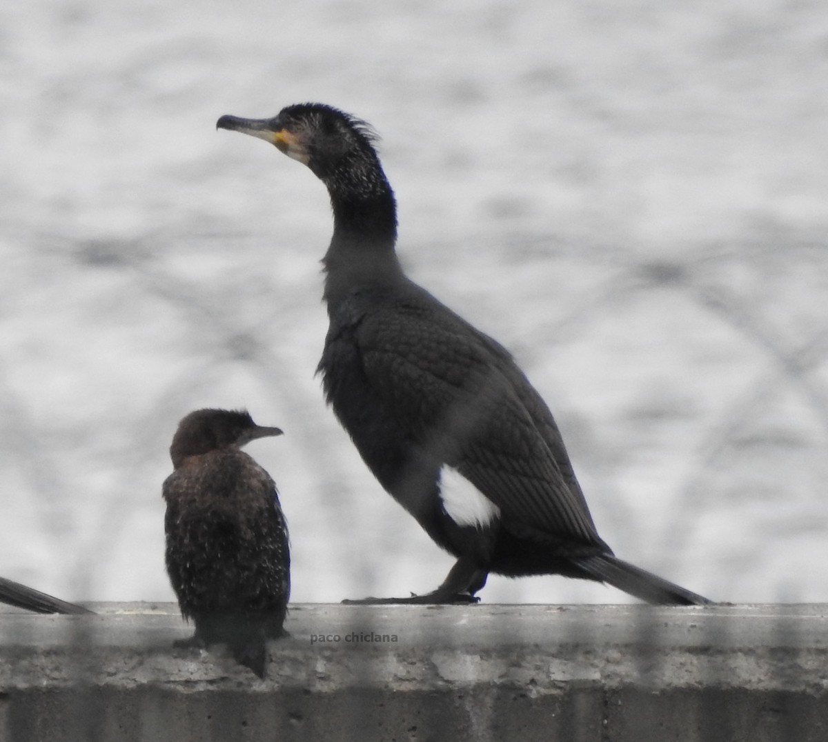 Pygmy Cormorant - Paco Chiclana