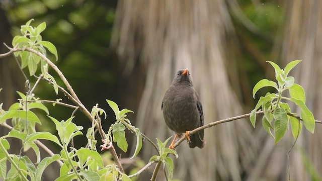 Great Thrush - ML421697781