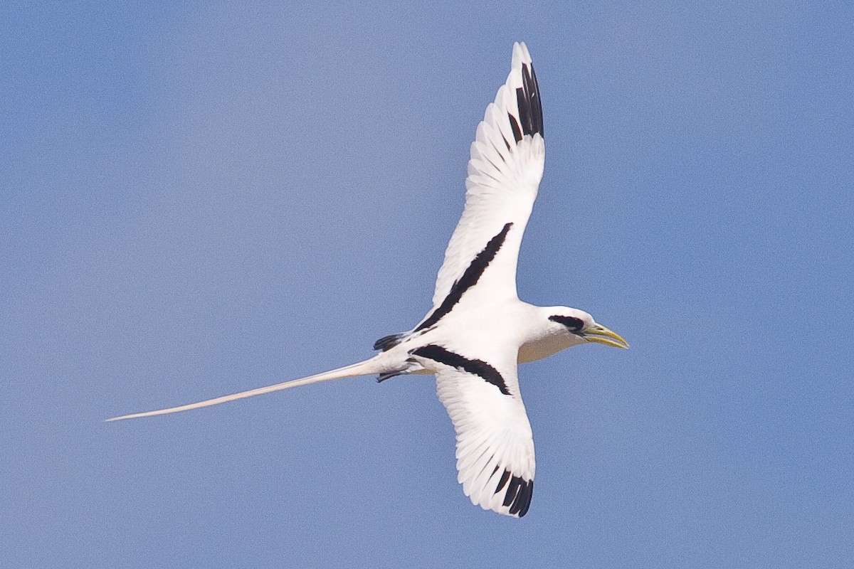 White-tailed Tropicbird - ML42169801