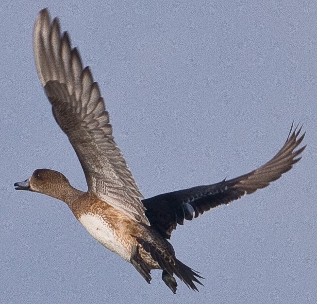 Eurasian Wigeon - ML42169851