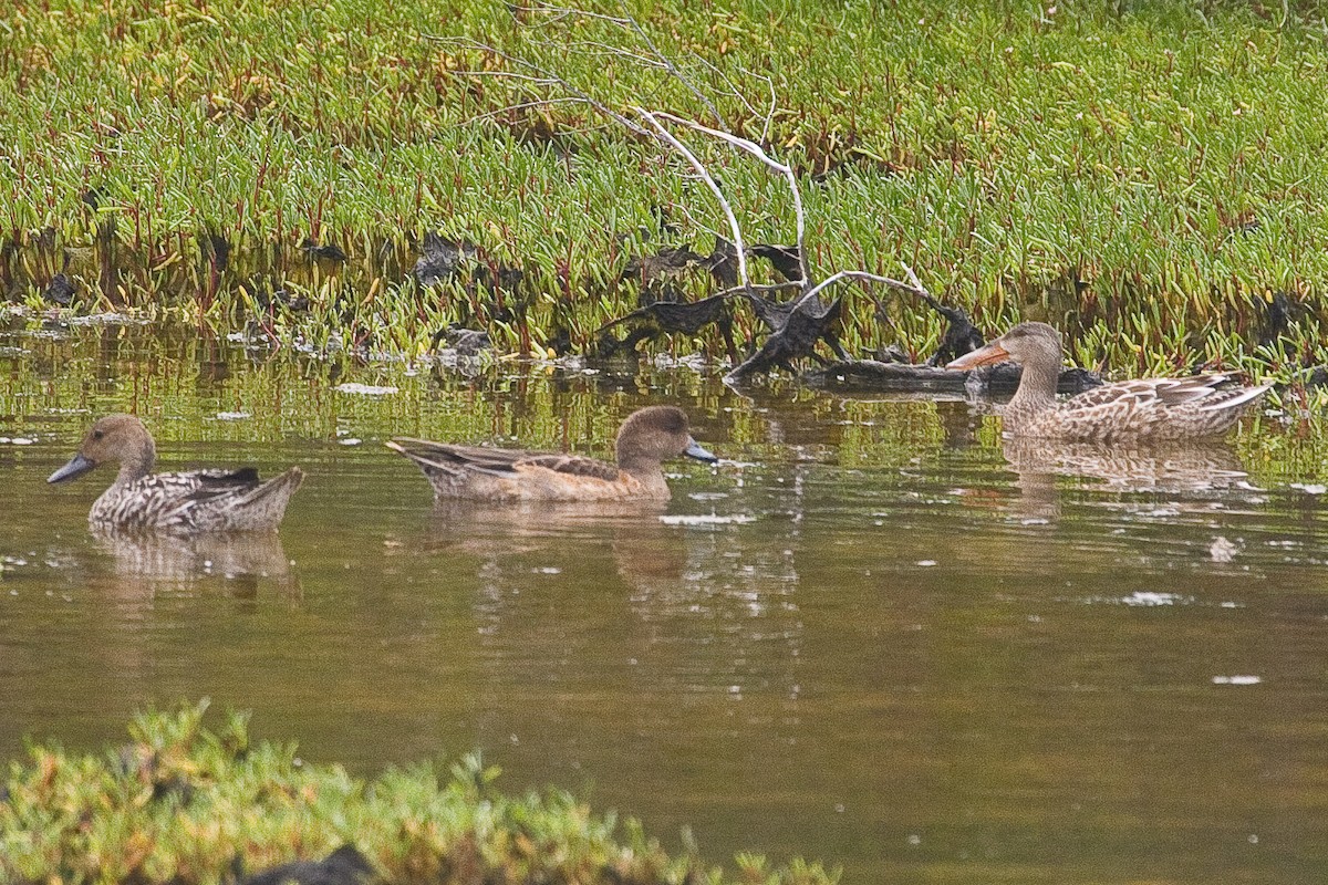 Eurasian Wigeon - ML42169861