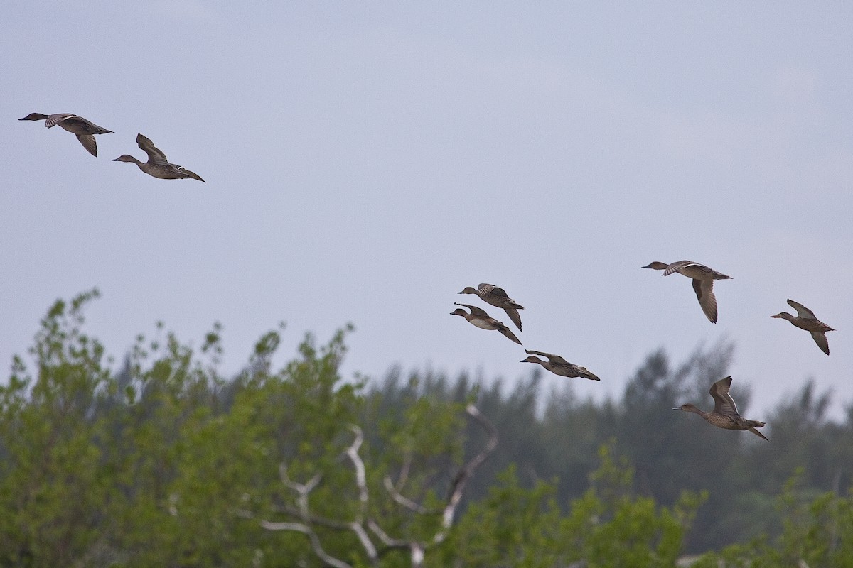 Eurasian Wigeon - Eric VanderWerf