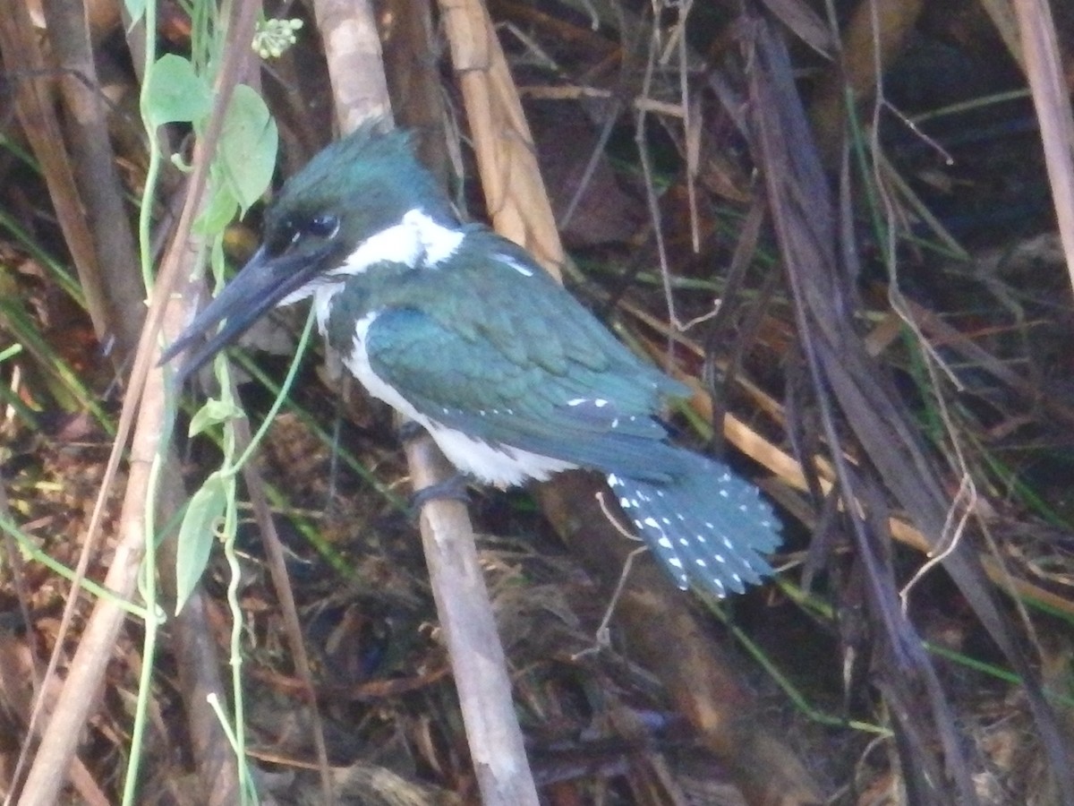 Amazon Kingfisher - ML421699171