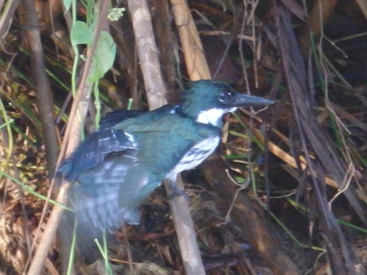 Amazon Kingfisher - ML421699241