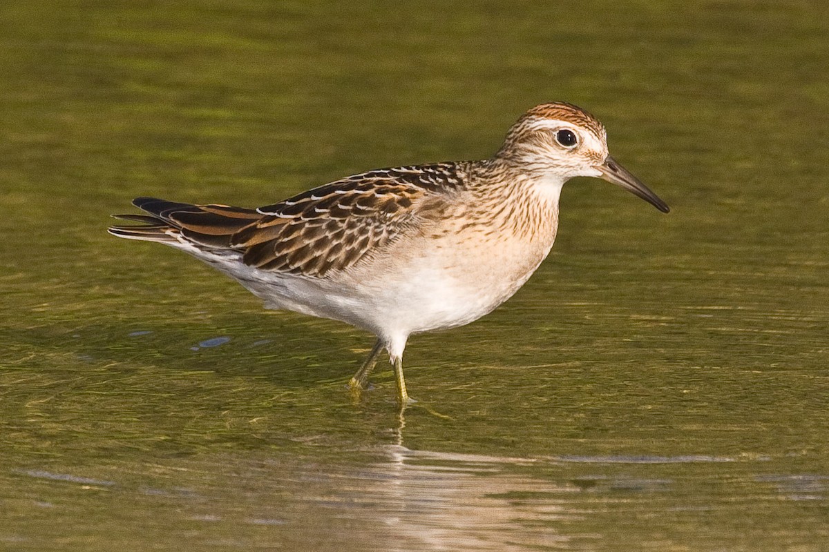 Sharp-tailed Sandpiper - ML42169931