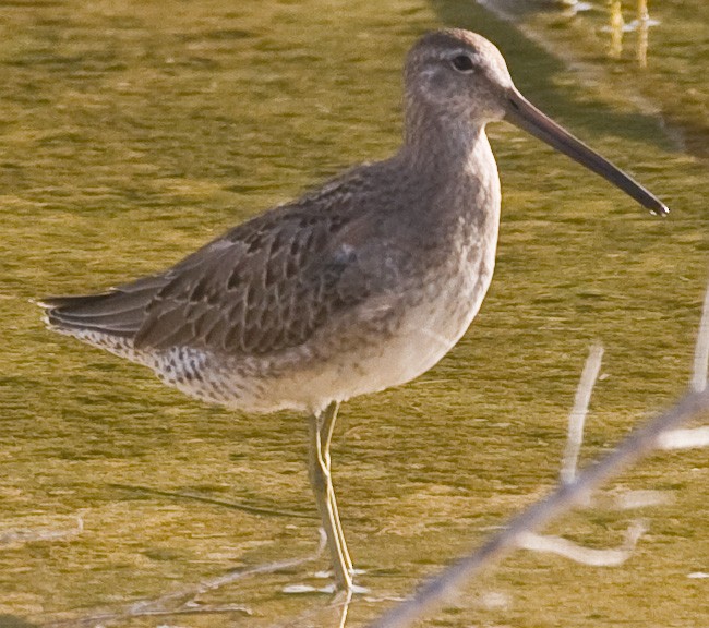 Long-billed Dowitcher - Eric VanderWerf